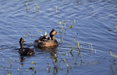 Eared Grebe with Babies