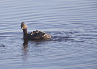 Eared Grebe with Babies