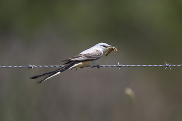 Male Scissor-tailed Flycatcher Eating a Locust
