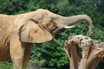 An Elephant trying to smell out the peanut butter left on the stump of this tree.