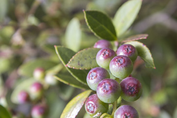 Vaccinium meridionale