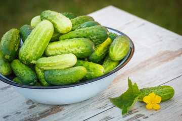 Cucumbers in metal bowl in garden on sunny day