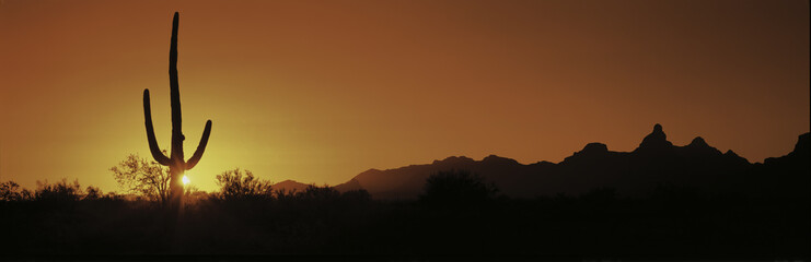 This is Organ Pipe Cactus National Monument at sunrise. Silhouetted is a Saguaro cactus.