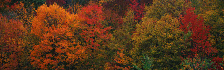 These shows the autumn colors on the foliage of the trees.