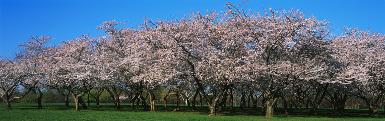 Naklejka premium These are the famous cherry blossoms trees blooming in the spring. They're pink buds cover the trees.