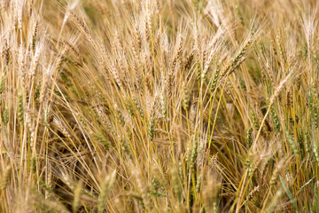 Close Wheat in Field