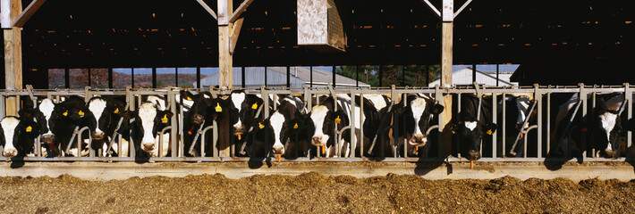 These are a large row of cows eating breakfast at a dairy farm. They are eating from their stalls in their barn.