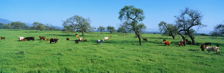 These are cattle grazing in a spring field.