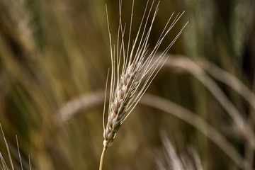 Close Wheat in Field