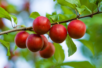 Fruits of wild plum.