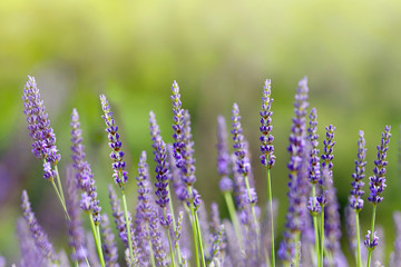 The blossom stalks of lavander in field