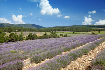 Fototapeta na wymiar The field of flowering lavender at the beginning of flowering