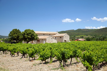 Fototapeta na wymiar The farmhouse with vineyard, France