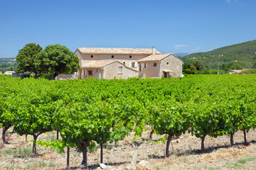 The vineyard with traditional provence house in south France - 90028971