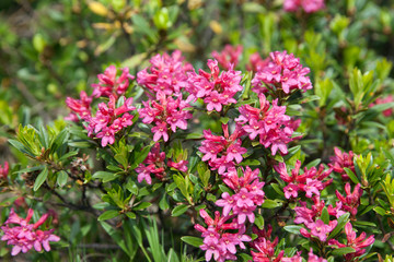 blooming rhododendrons