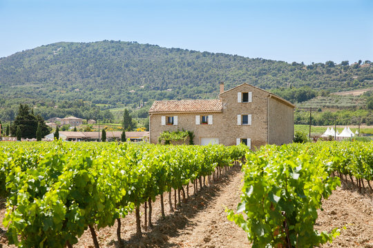 The rows of vines in south french farm