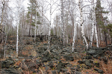  Склон горы Волчиха на среднем Урале. Окрестности Екатеринбурга. The slope of mount Volchikha in the middle Urals. Environs оf Ekaterinburg