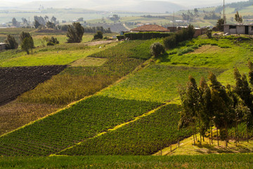 Obraz premium Beautiful crop field plantations in Oyacachi, Ecuador