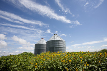 Sunflower Field Manitoba