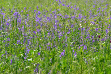 Blue and yellow wildflowers in the meadow in summer