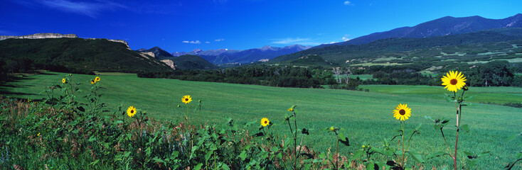 This is a field of yellow daisies along the Highway of Legends on Route 12. The surrounding field is green with mountains in the background.