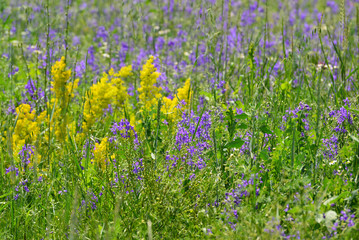 Blue and yellow wildflowers in the meadow in summer