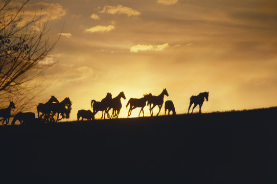 These Are Horses Running In The Distance At Sunset.