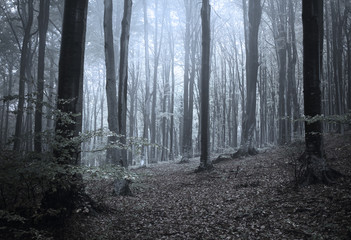 Dark forest with light 