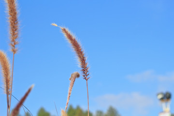 meadow on blue sky background.