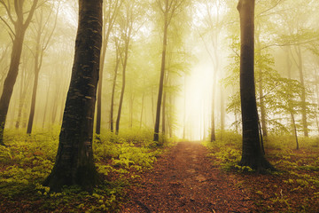 Dreamy forest during a misty day