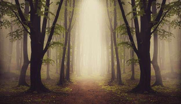 Fototapeta Fantasy forest in a foggy day