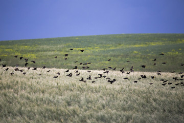 Flock of Black Birds in Flight