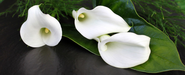 Weiße Calla Blüten