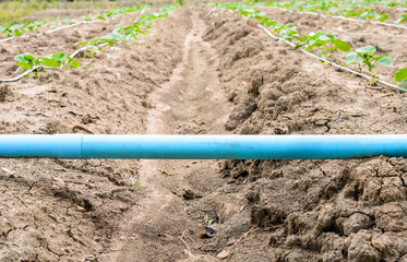 cucumber field growing with drip irrigation system.