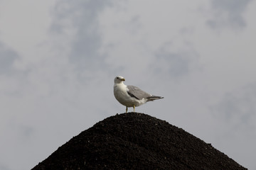 Seagull on Gravel Pit