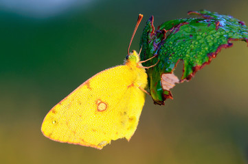 Farfalla Colias crocea