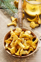 Cantharellus cibarius, commonly known as the chanterelle