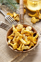 Cantharellus cibarius, commonly known as the chanterelle