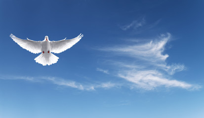White dove in a blue sky, symbol of faith
