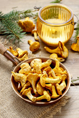 Cantharellus cibarius, commonly known as the chanterelle