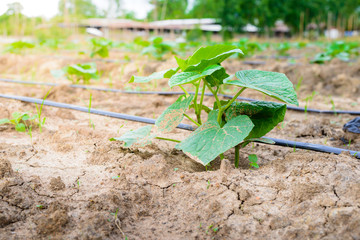 cucumber field growing with drip irrigation system.