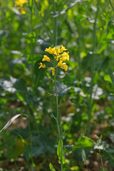 yellow rape flowers 