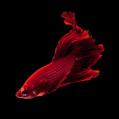 Red siamese fighting fish