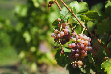 Raisin grenache gris
