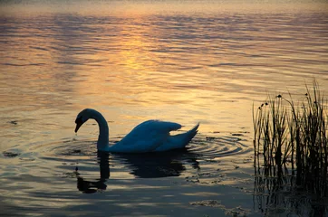 Aluminium Prints Swan Mute swan at sunset