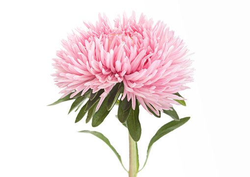 Aster flower head