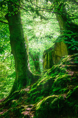 Mountain forest and trees with moss in magic light. Filtered image