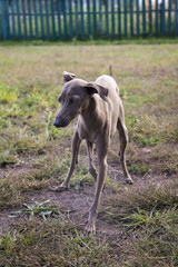 Naklejka na ściany i meble Italian greyhound dog playing on the lawn. Silver coat color