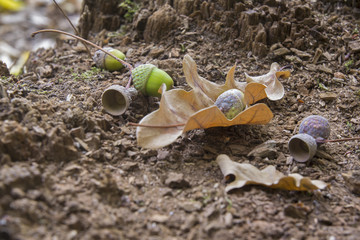 Oaken leaves and acorns. Close-up