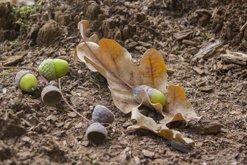 Oaken leaves and acorns. Close-up